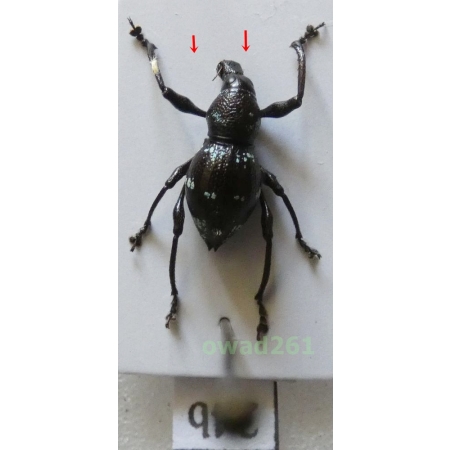 Metapocyrtus sp. Heller, 1912 male Philippines24b